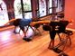 Ardipithecus Estudio Pilates Beasain